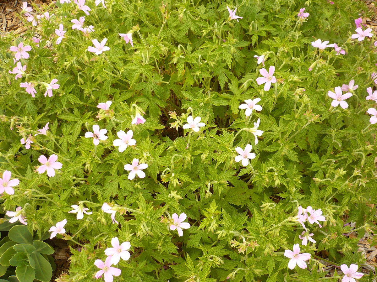 Geranium x oxonianum (Geraniaceae)